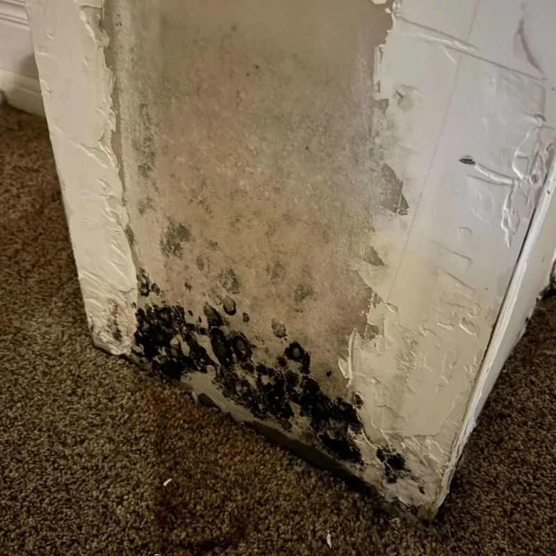Professional Mold Removal in Tool, TX